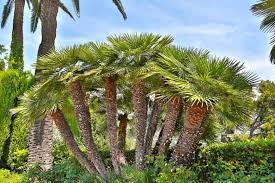 European Fan Palm, Chamaerops Humilis[[[  1.5-2.0m Multi Trunk Specimen  ]]]